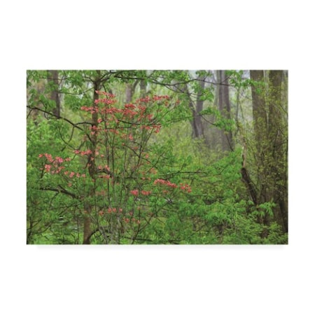 Kurt Shaffer Photographs 'Pink Dogwood In The Forest' Canvas Art,16x24